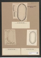 Surirella sp. (de-Toni-Nr.: Genus 53, Species 2370 ?) Zeichnungen Sammlung Grunow Nr. 4829 (NHMW-BOT-W0372990)